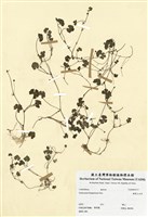 藏品(槭葉止血草)的圖片